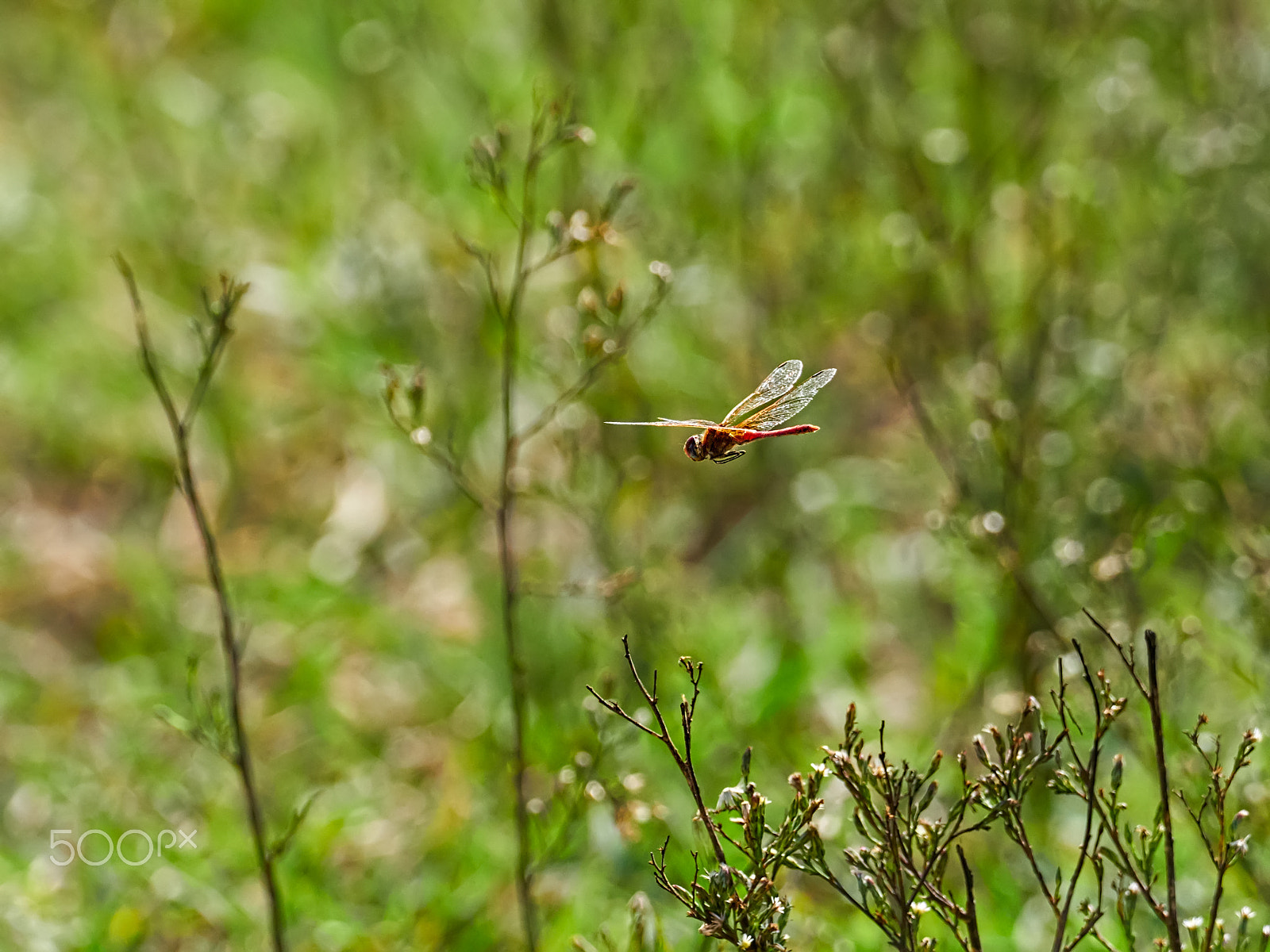 M.300mm F4.0 + MC-14 sample photo. Sympetrum sanguineum photography