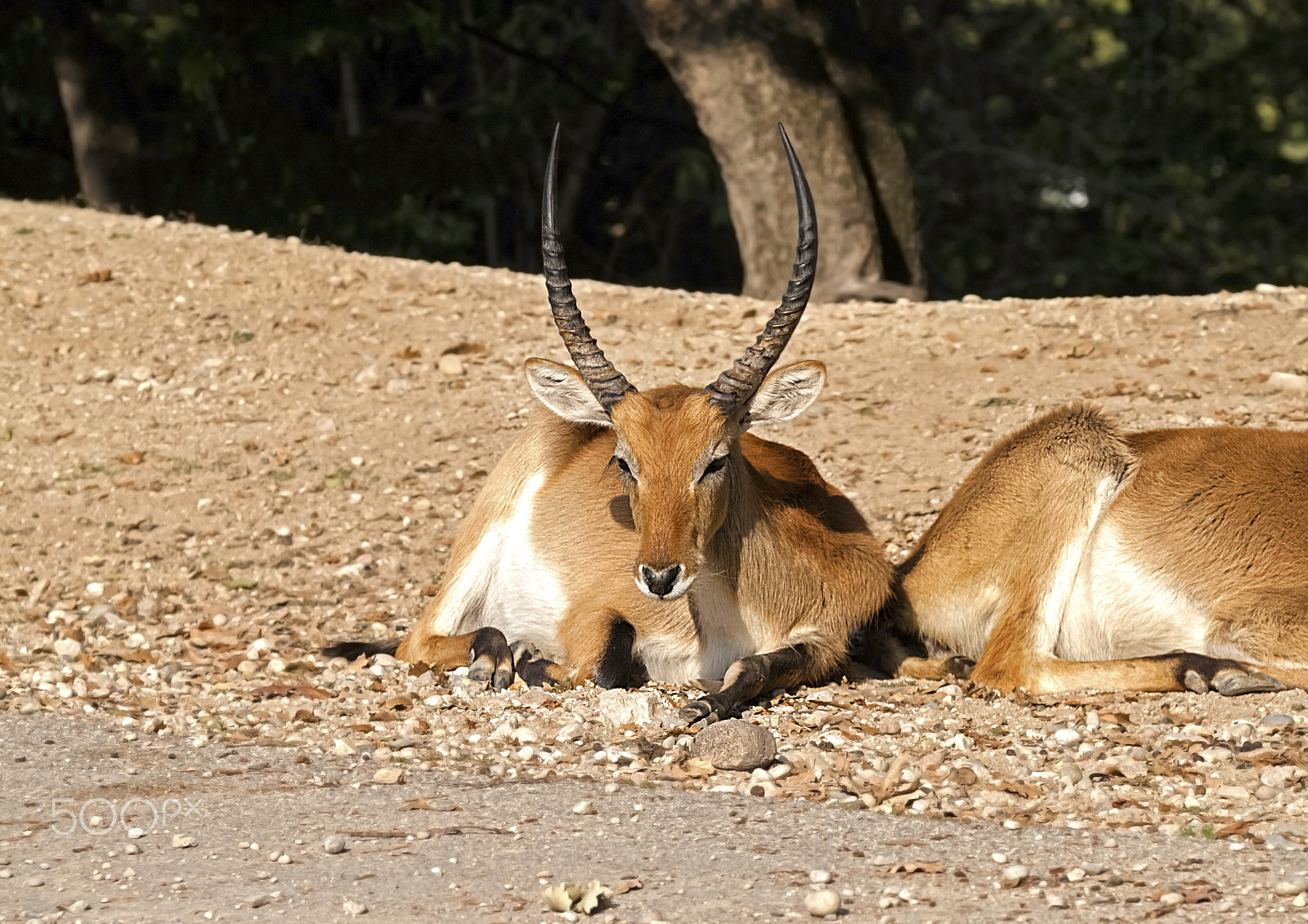 Canon EOS 500D (EOS Rebel T1i / EOS Kiss X3) sample photo. Waterbuck (kobus ellipsiprymnus) photography
