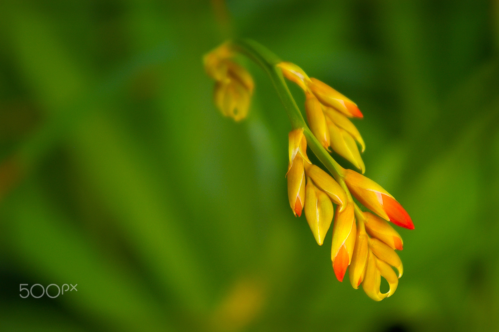 Pentax *ist DL sample photo. Tritonia bud photography