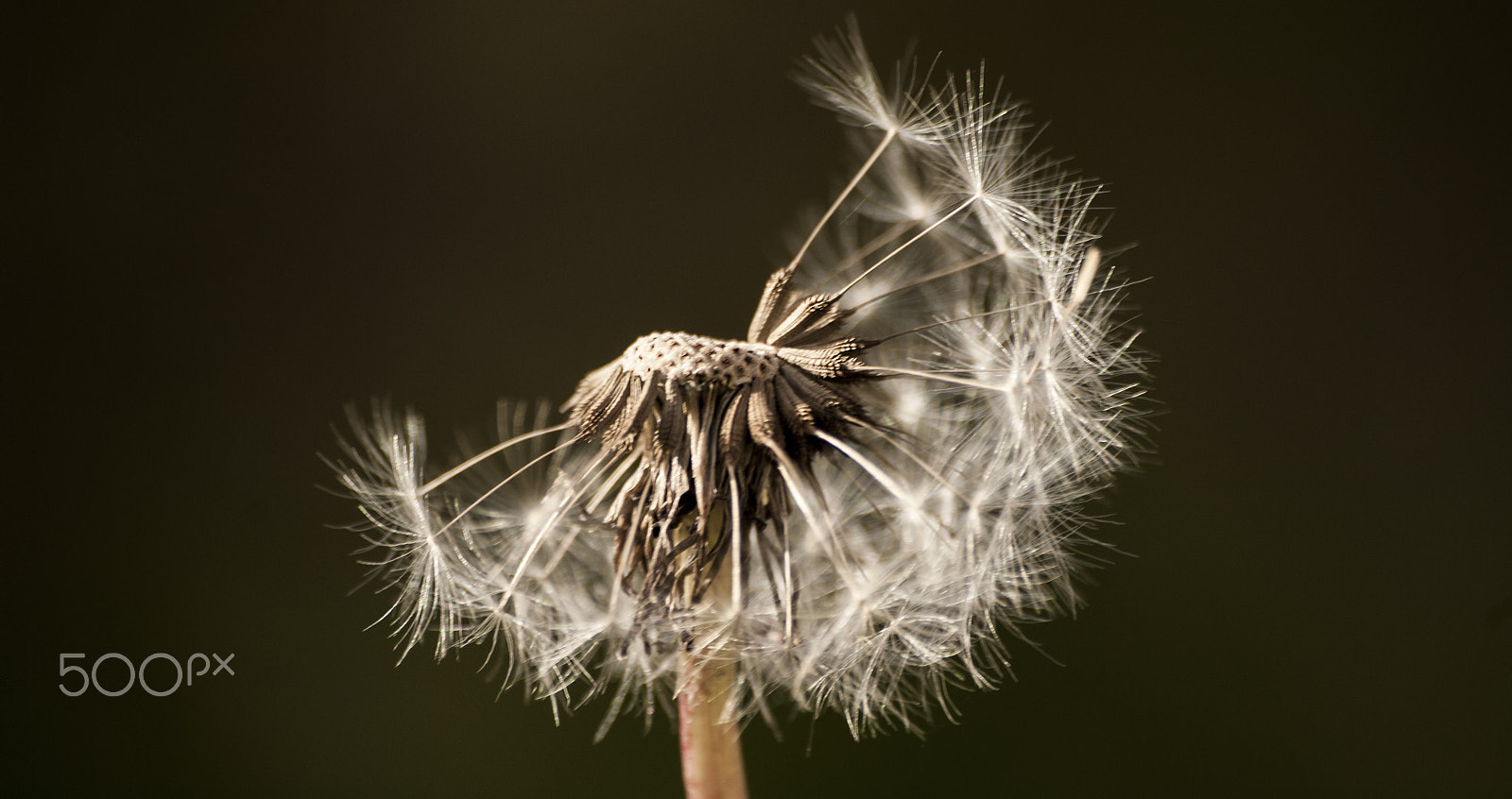 Nikon D2X sample photo. Dandelion photography