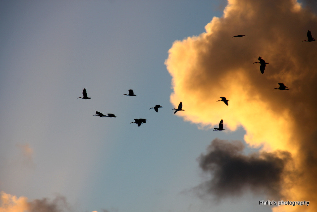 Sigma 18-200mm f/3.5-6.3 DC OS sample photo. Img photography
