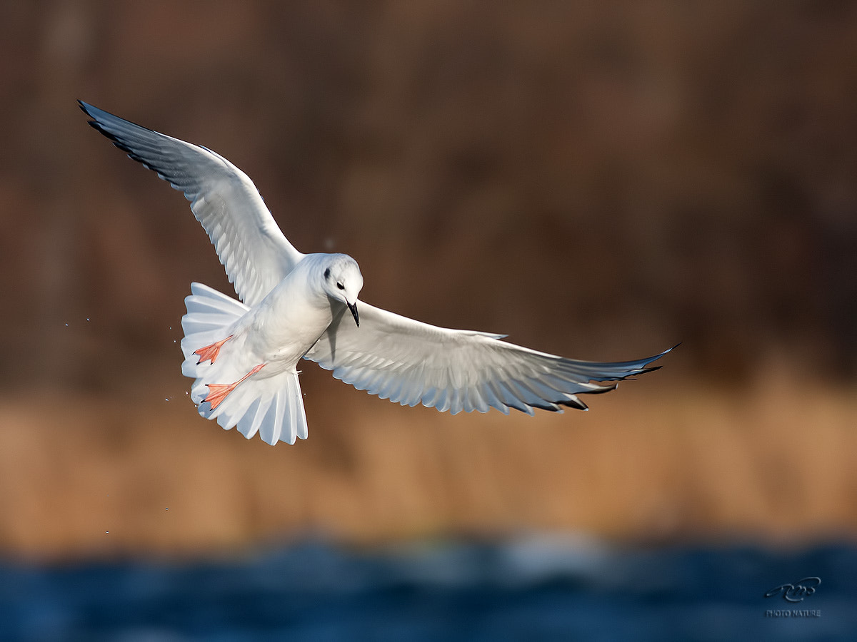 Canon EOS 40D + Canon EF 400mm F5.6L USM sample photo. Bonaparte's gull photography