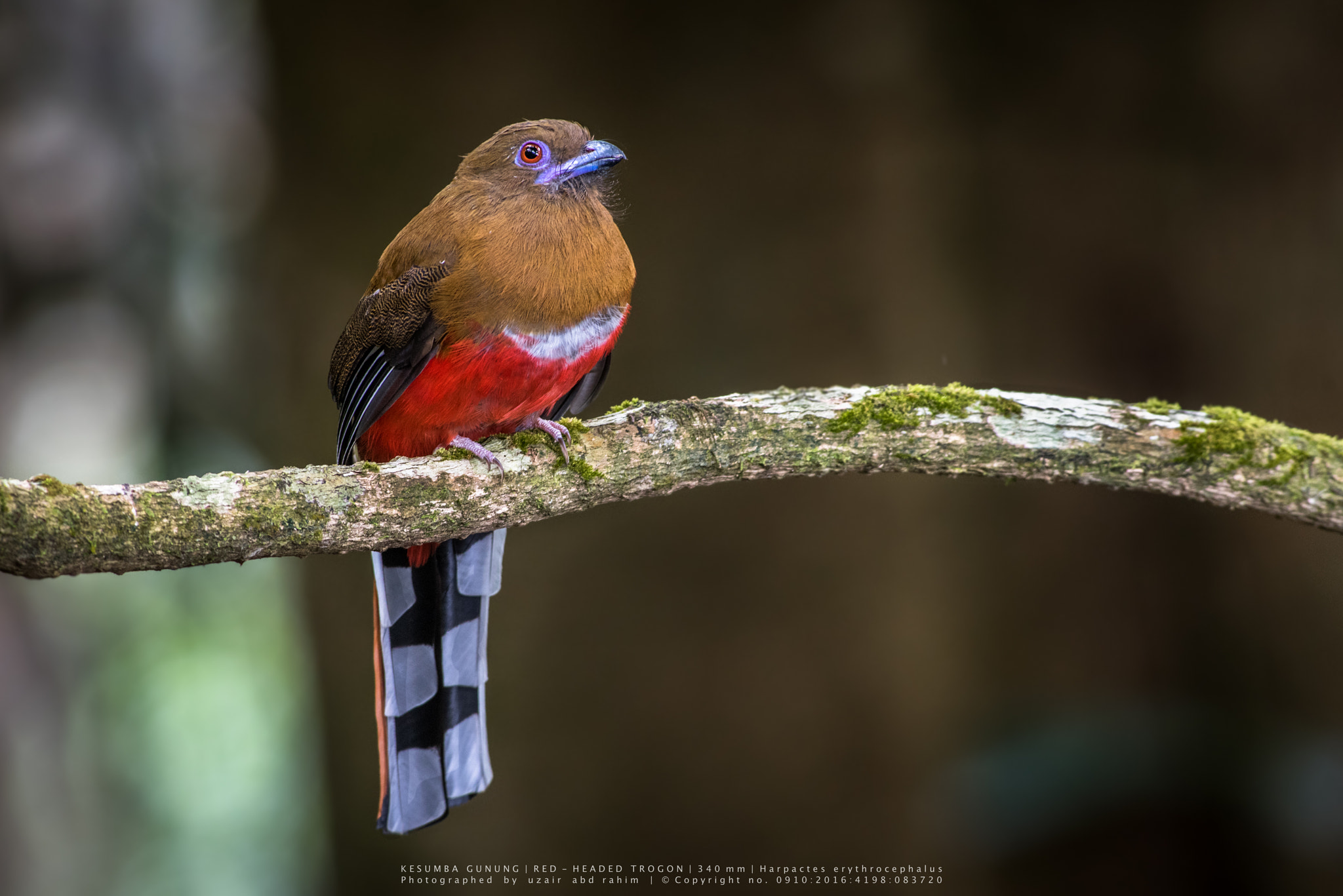 Nikon AF-S Nikkor 300mm F2.8G ED VR II sample photo. Red-headed trogon (female) photography