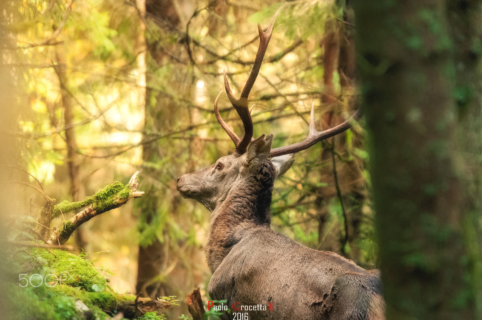 Sigma 150-600mm F5-6.3 DG OS HSM | S sample photo. Inside the wood photography