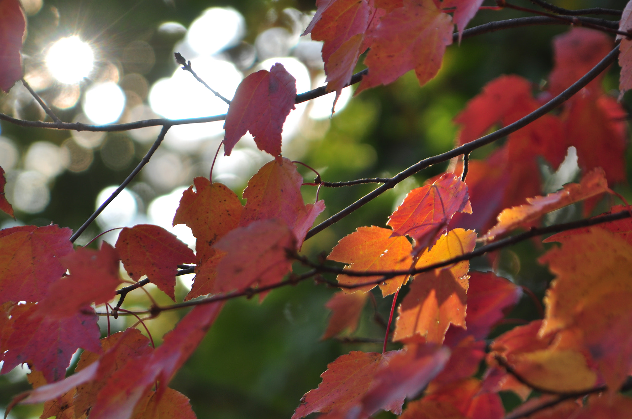 Nikon D5000 sample photo. Fall is coming quick photography