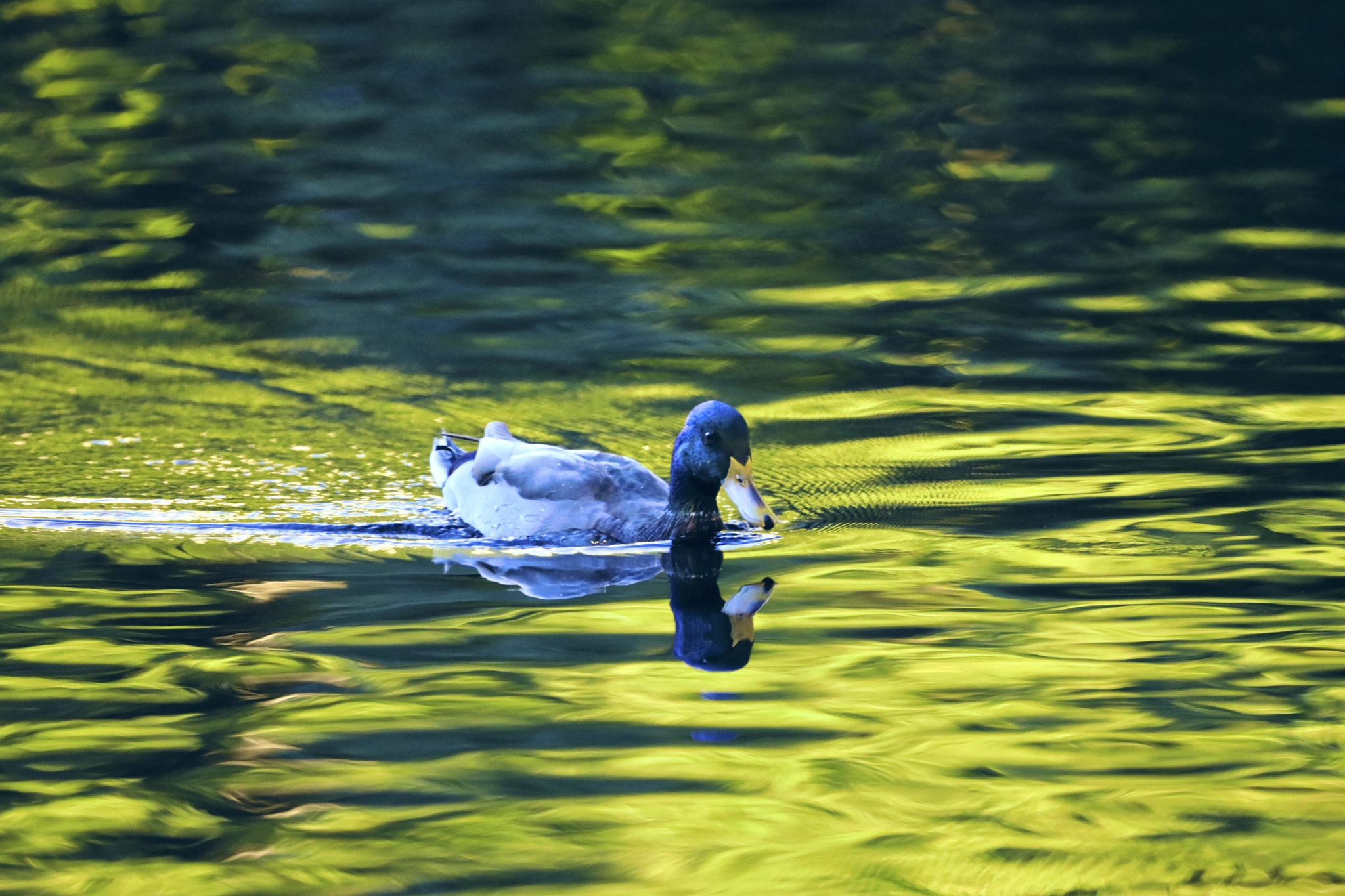 Canon EF 100-400mm F4.5-5.6L IS USM sample photo. Reflection photography