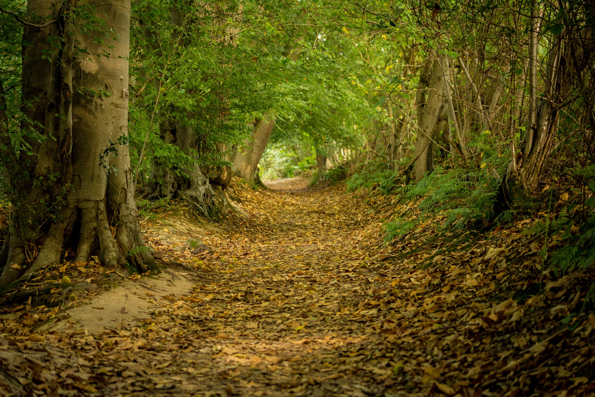 Canon EF-S 60mm F2.8 Macro USM sample photo. Autumn footpath photography
