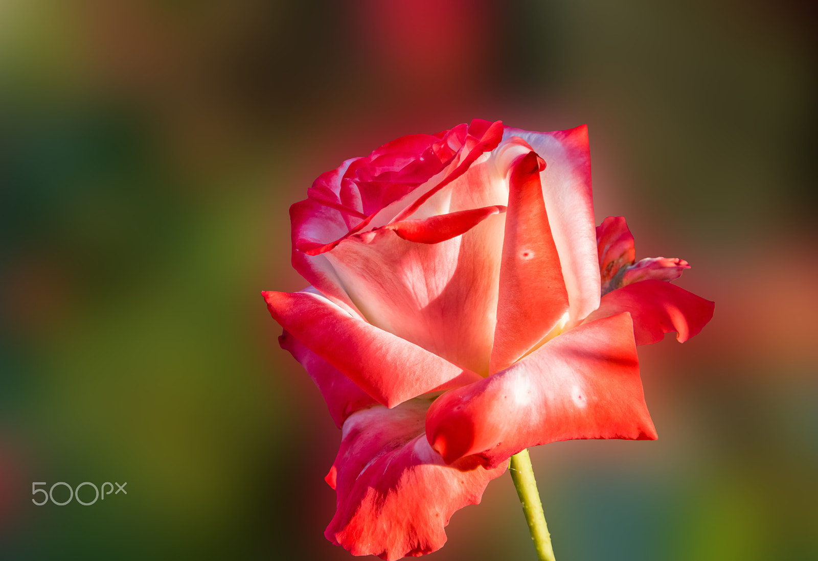 Nikon AF Nikkor 24-85mm F2.8-4D IF sample photo. Rose.. photography