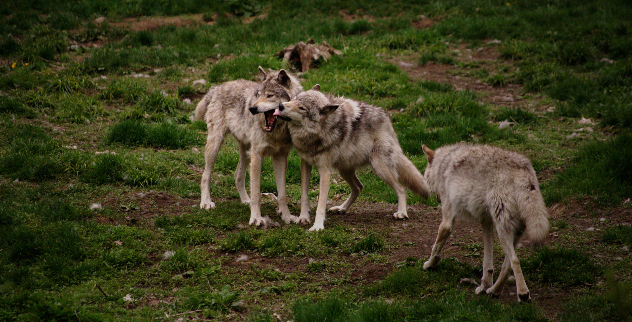 Nikon D40X sample photo. A moment of tenderness photography
