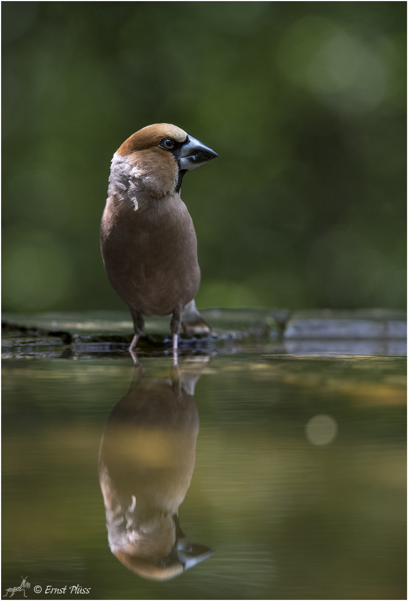 Nikon D5 sample photo. Hawfinch photography
