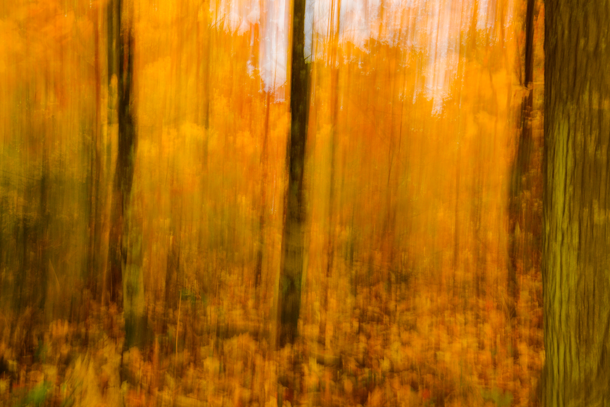 Nikon D7100 sample photo. Fall colors photography