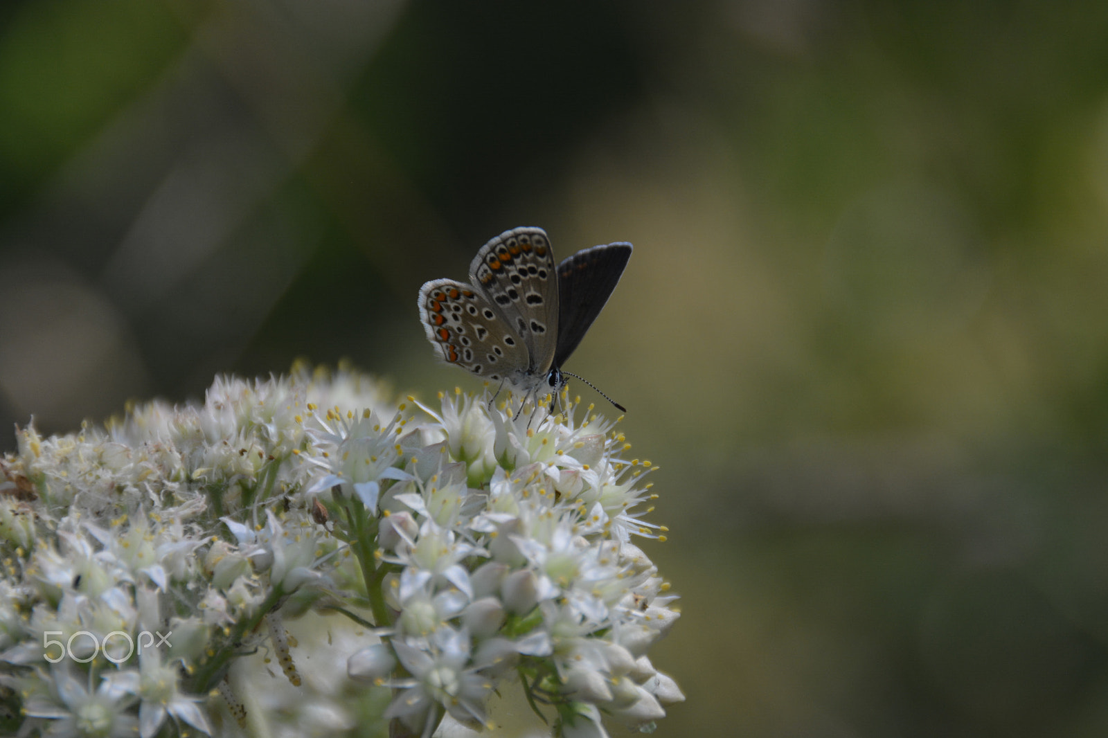 Nikon D5200 sample photo. Butterfly blue lat. lycaenidae photography