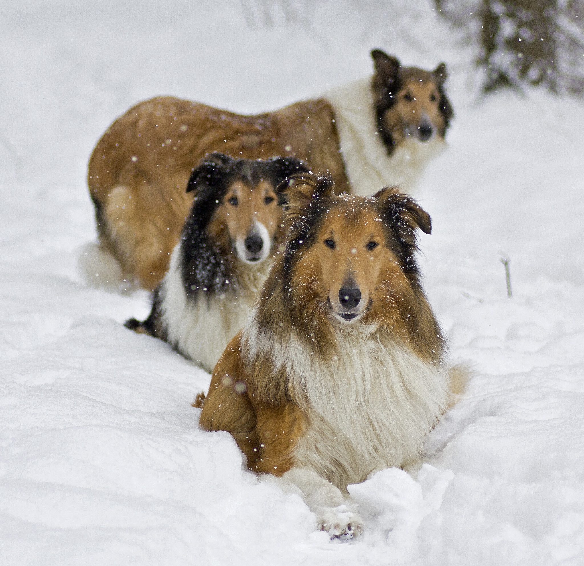 Canon EOS 450D (EOS Rebel XSi / EOS Kiss X2) + Tamron SP AF 90mm F2.8 Di Macro sample photo. Winter's collie photography