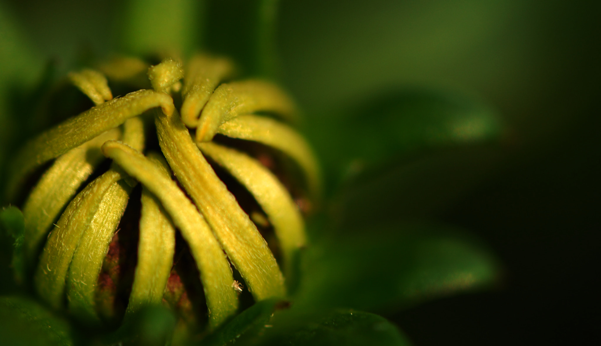 Nikon AF-S DX Micro-Nikkor 85mm F3.5G ED VR sample photo. Curled up photography