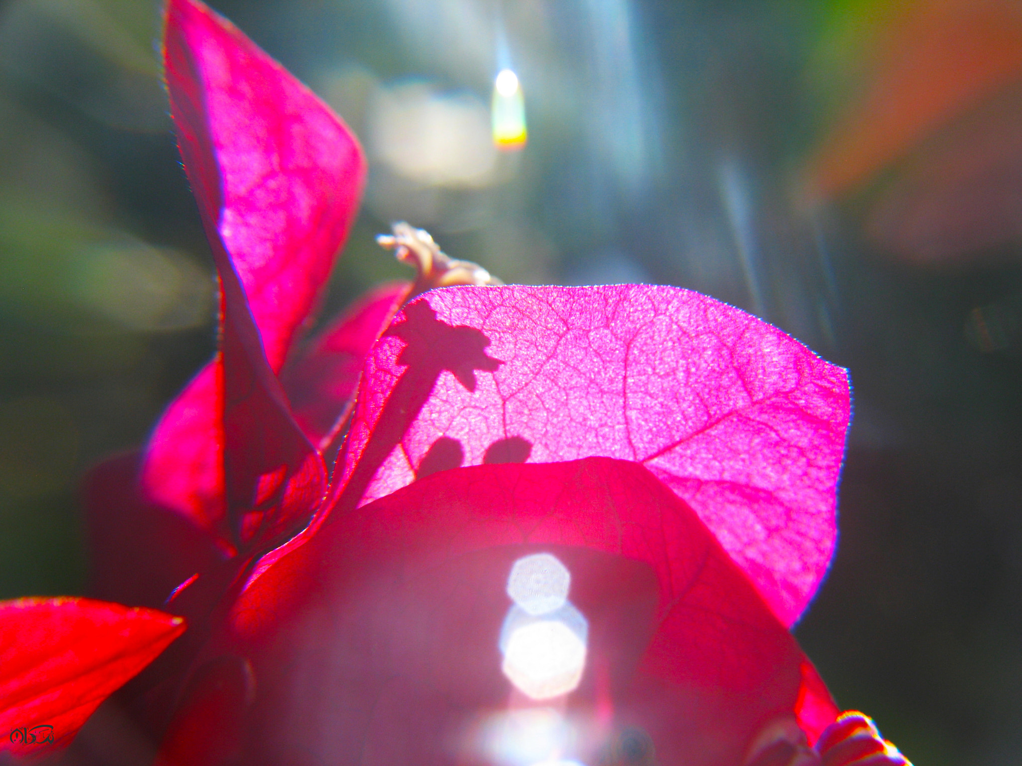 Canon POWERSHOT G6 sample photo. Shadow photography