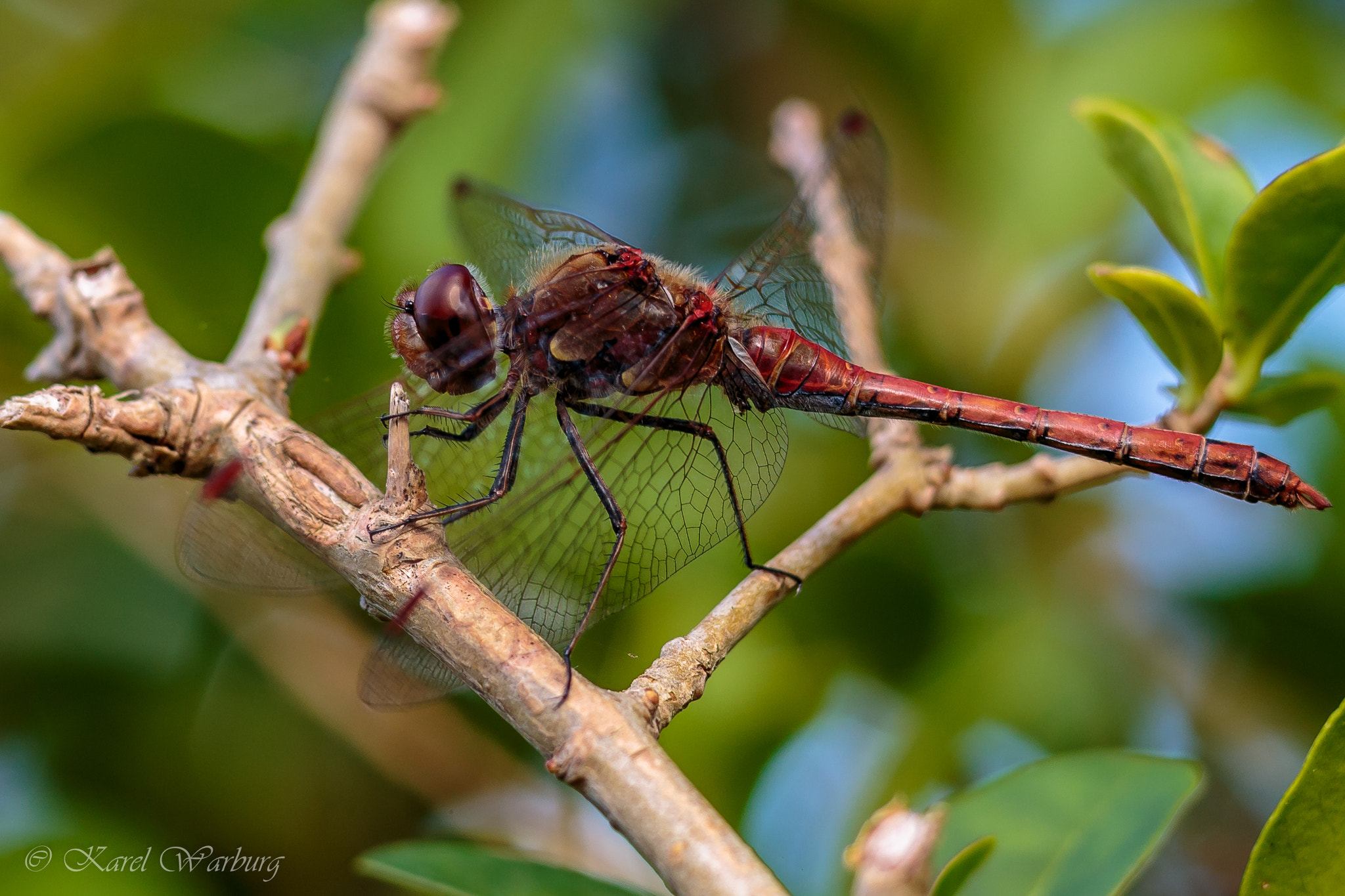 Canon EOS 6D + Sigma 105mm F2.8 EX DG Macro sample photo. Dragonfly photography