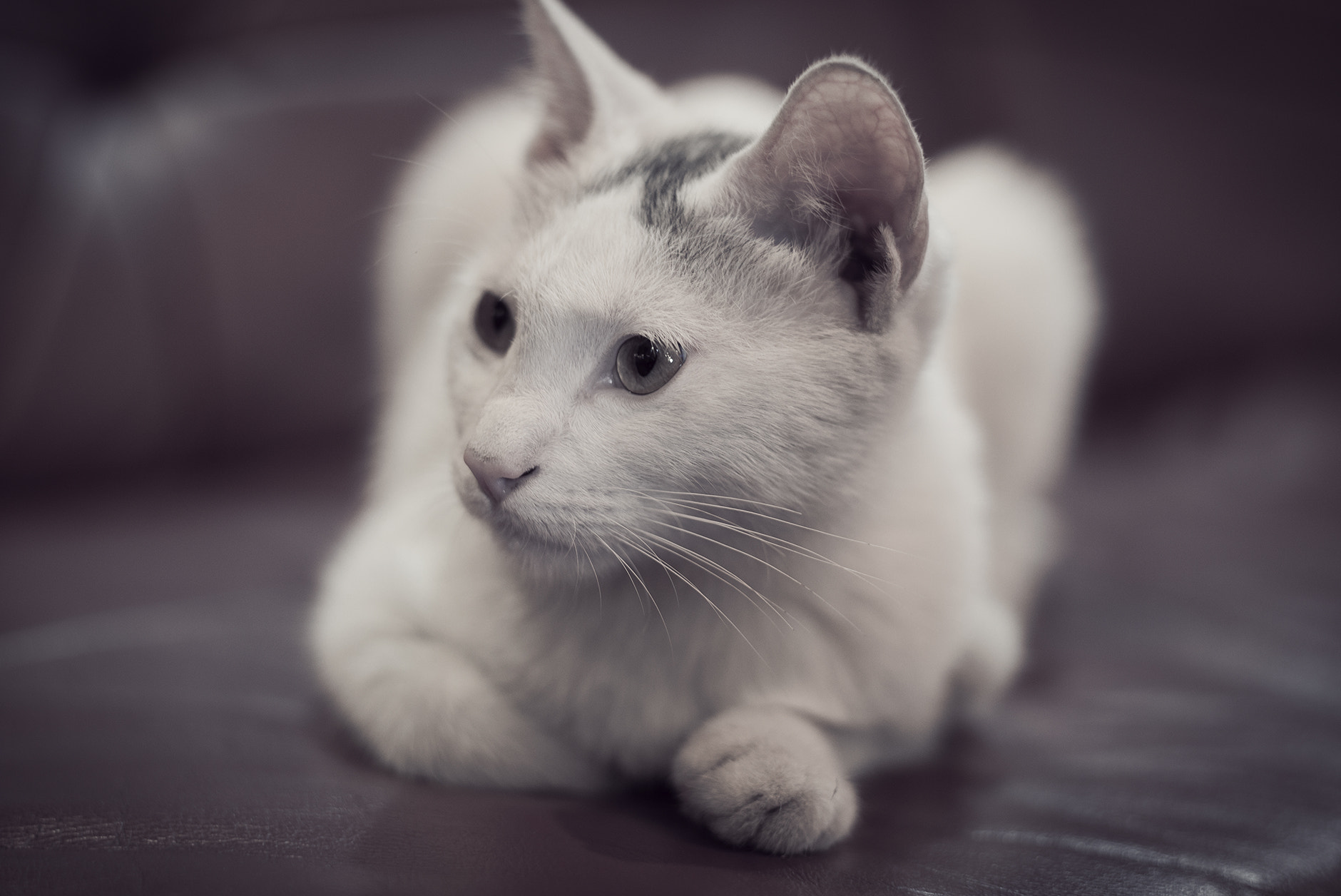 Leica APO-Summicron-M 75mm F2 ASPH sample photo. Cat photography