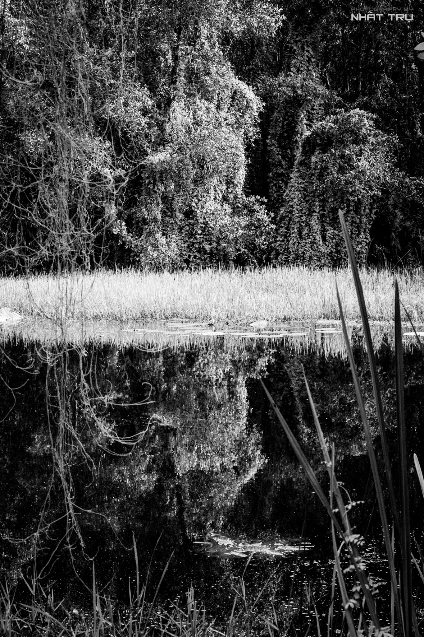 Sony ILCA-77M2 sample photo. Indigo forest in southern of vietnam photography