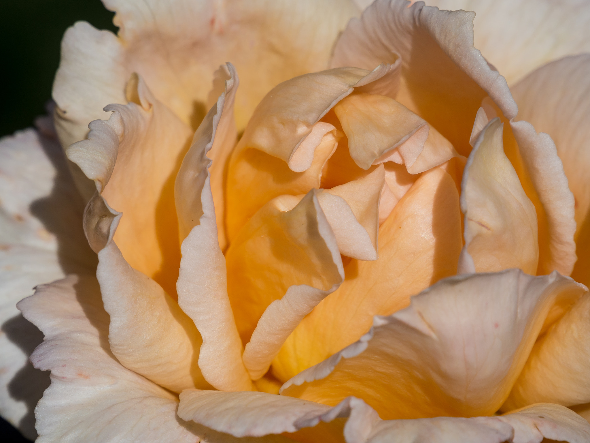 Olympus OM-D E-M10 sample photo. Rose petals photography
