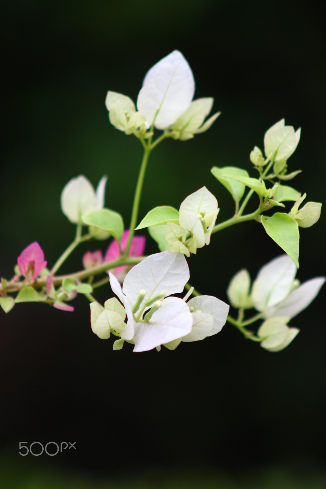 Canon EF 75-300mm f/4-5.6 USM sample photo. Img photography