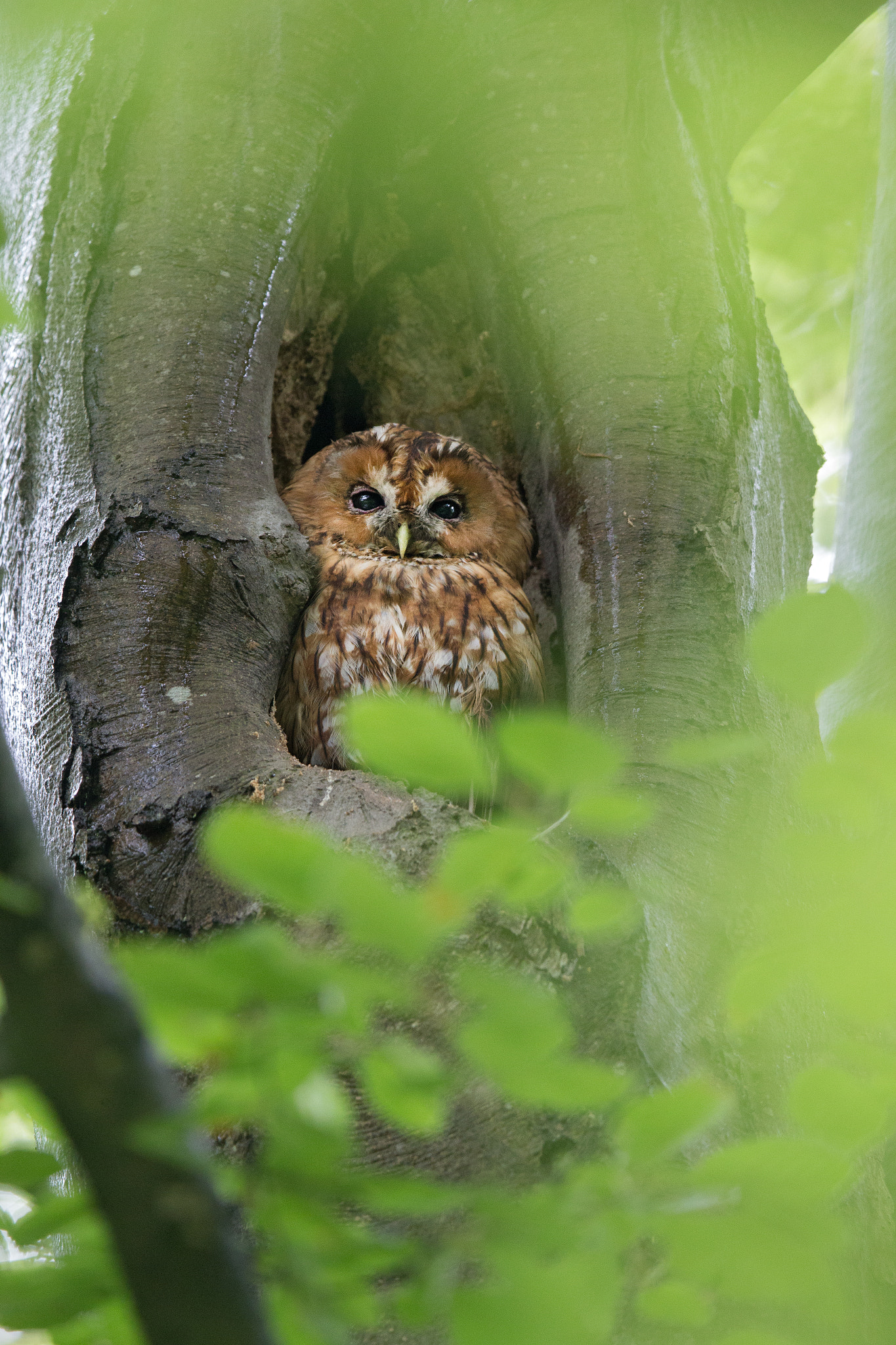 Canon EF 400mm F2.8L IS II USM sample photo. Tawny owl photography