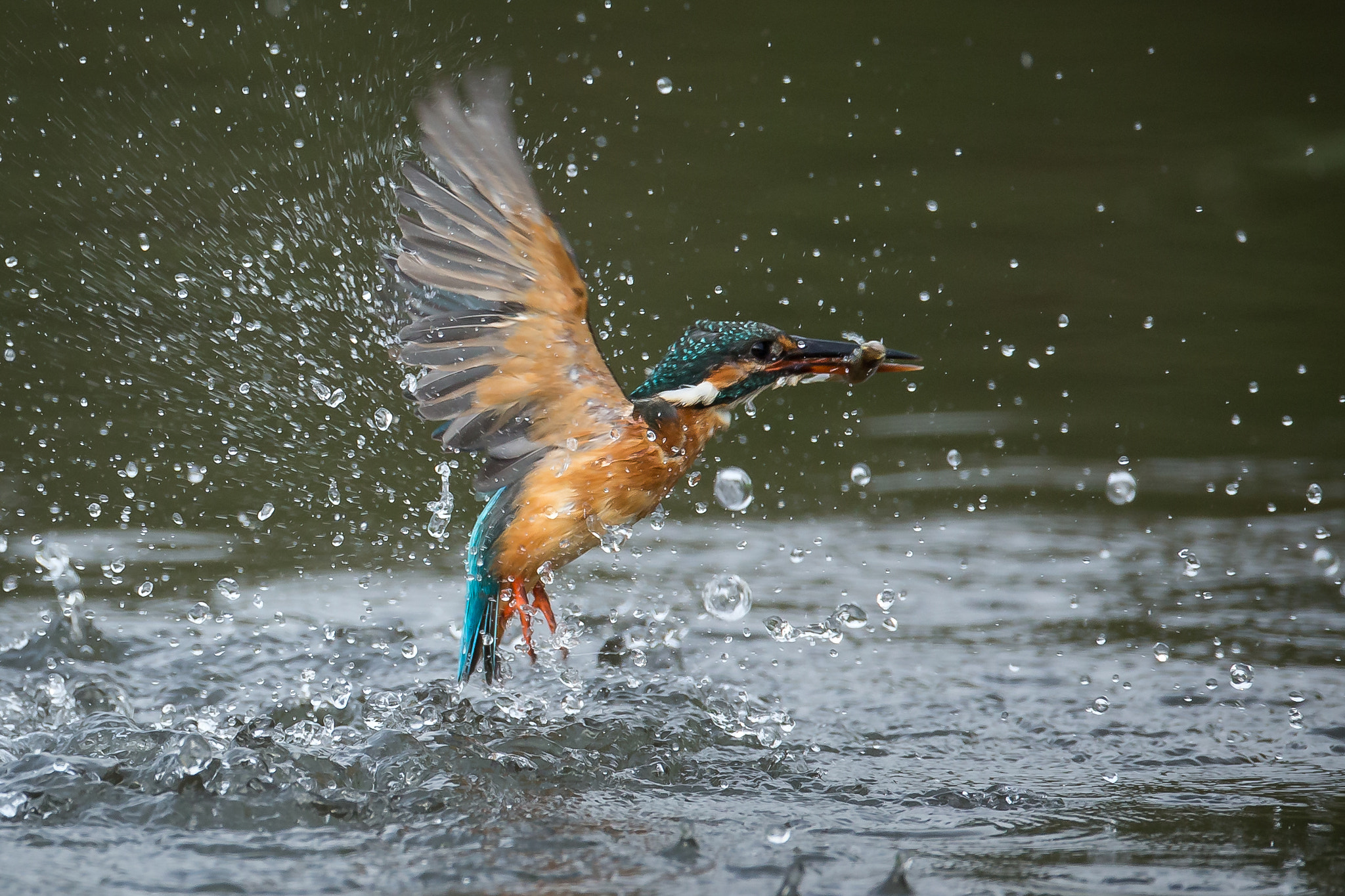 Canon EF 800mm F5.6L IS USM sample photo. 捕食者 photography
