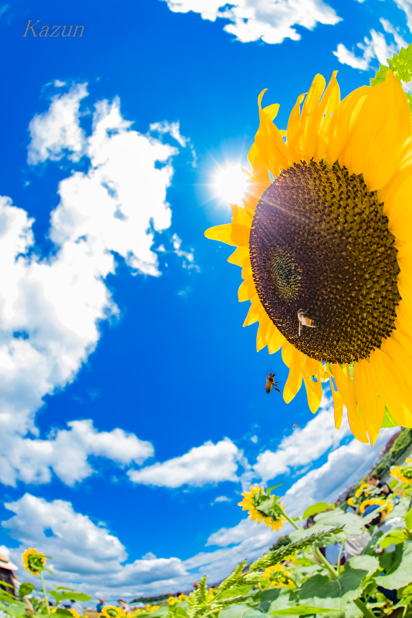 Canon EOS-1D X Mark II + Canon EF 8-15mm F4L Fisheye USM sample photo. Are you really sun flower? photography