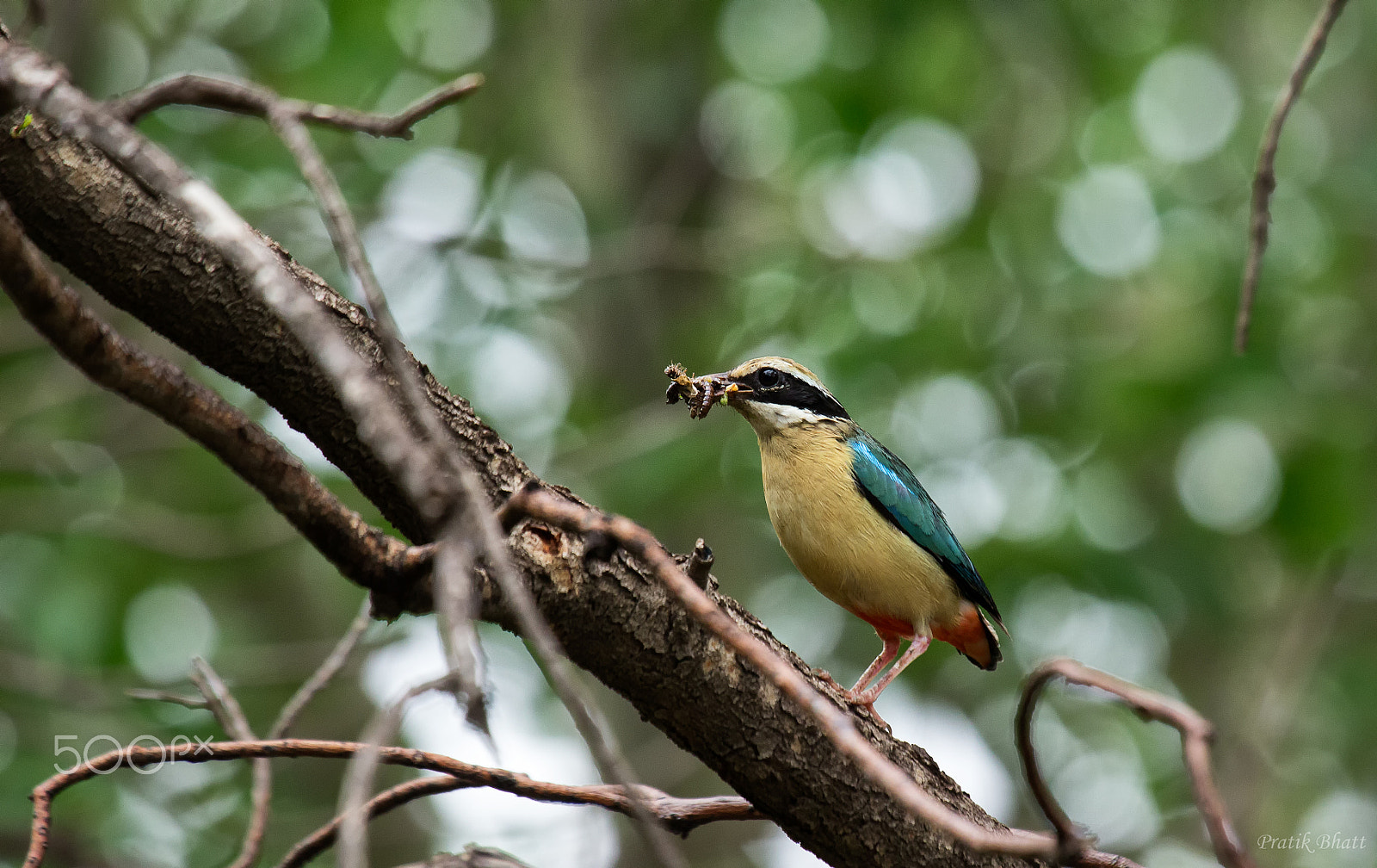 Canon EF 100-400mm F4.5-5.6L IS USM sample photo. Indian pitta photography
