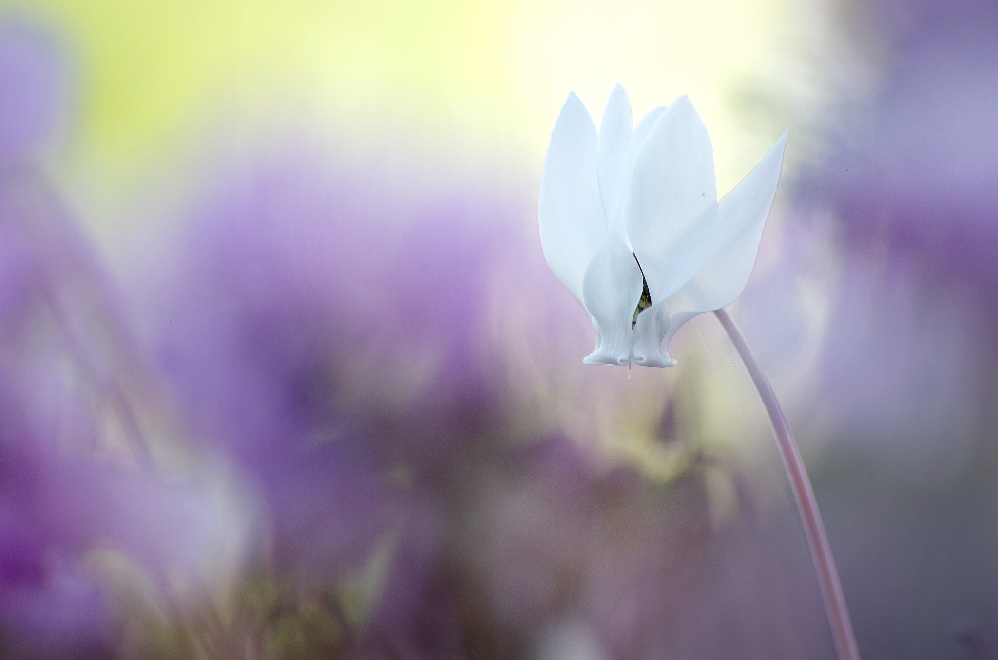 Pentax K-5 + Tamron SP AF 90mm F2.8 Di Macro sample photo. Le mouton...blanc photography