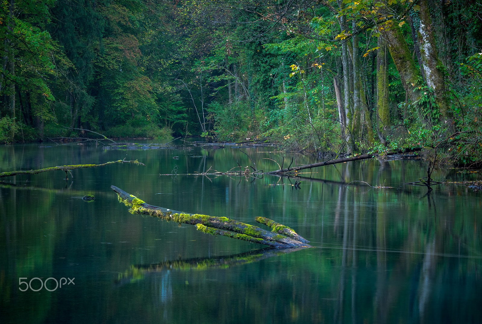 Olympus OM-D E-M1 + OLYMPUS 14-54mm Lens sample photo. Kingfisher's paradise photography
