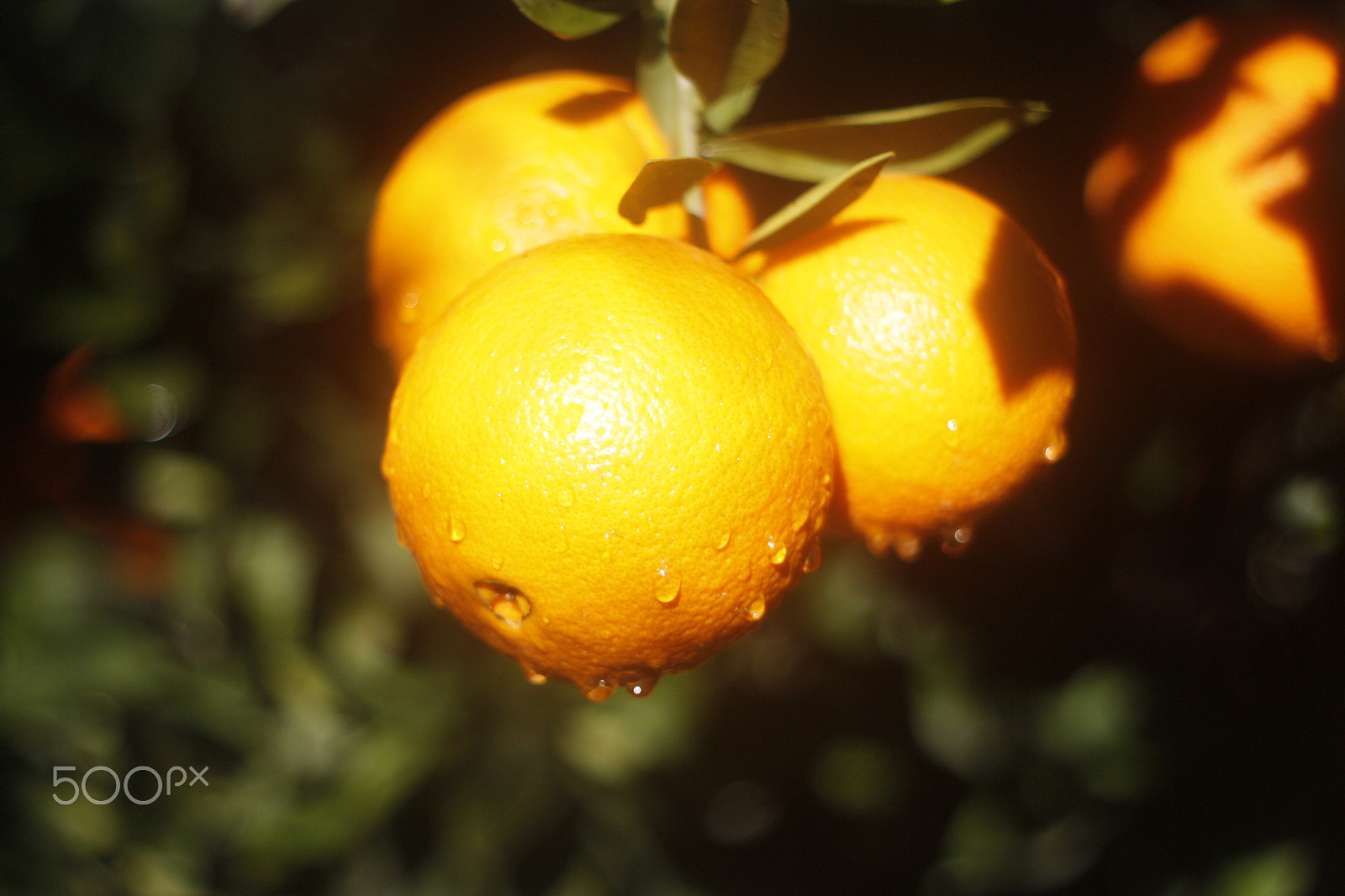 Canon EF 35-80mm f/4-5.6 sample photo. Orange photography
