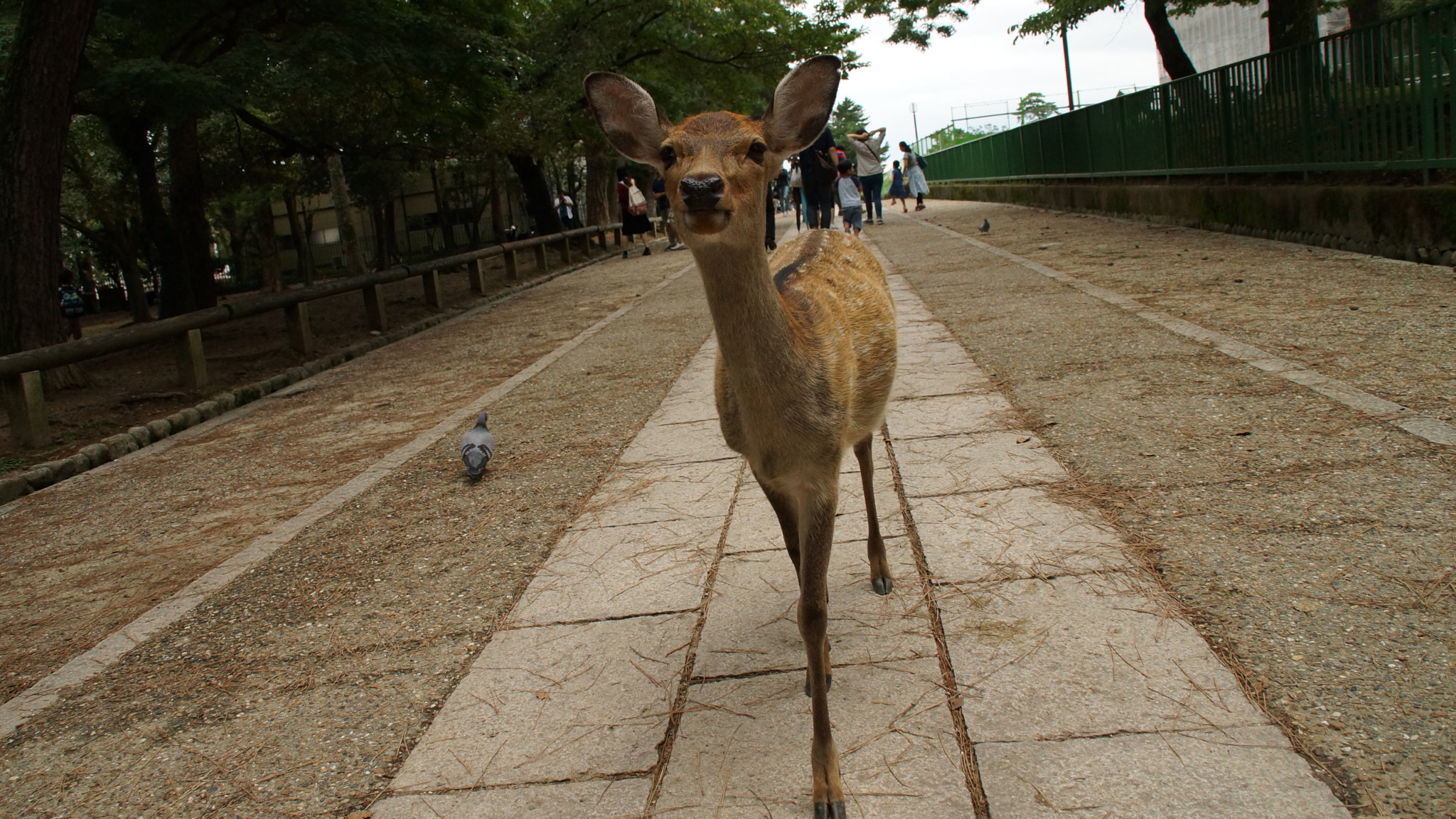 Sony SLT-A65 (SLT-A65V) sample photo. Fawn photography