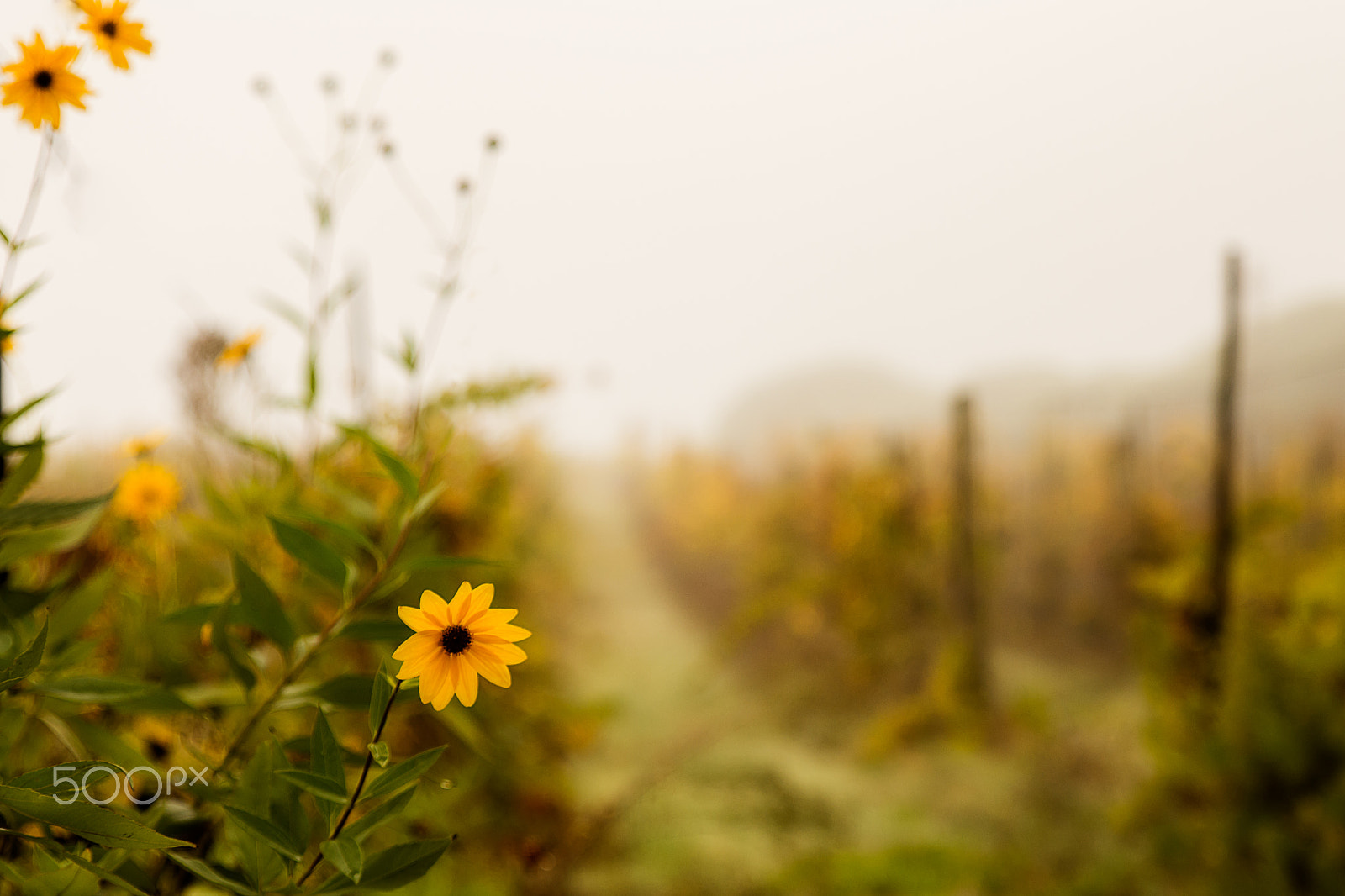 Tamron SP 24-70mm F2.8 Di VC USD sample photo. Autumn in the tuscan vineyard photography