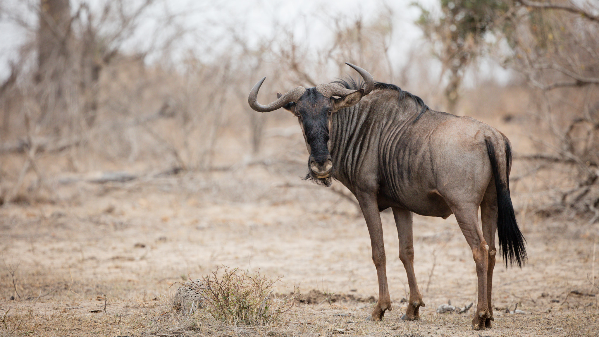 Canon EOS 5DS R + Canon EF 400mm F4 DO IS II USM sample photo. Looking back over my shoulder photography