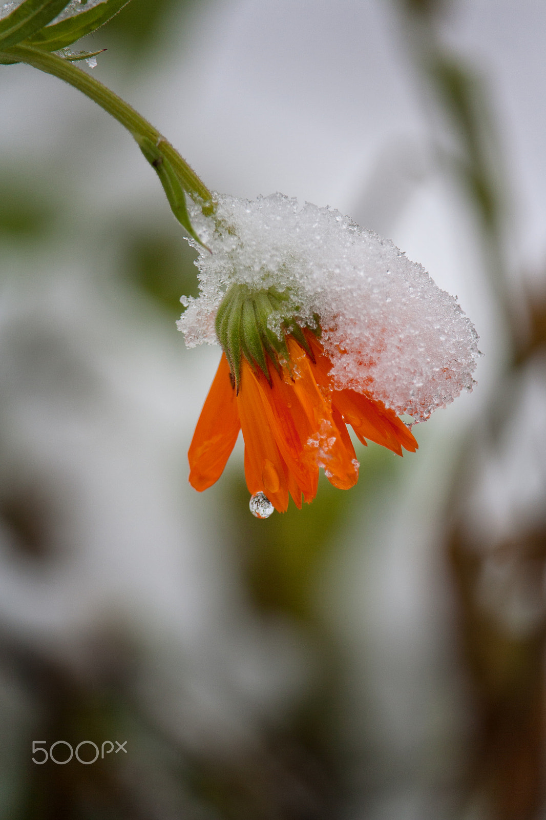 Canon EF-S 55-250mm F4-5.6 IS STM sample photo. Last flower in october photography