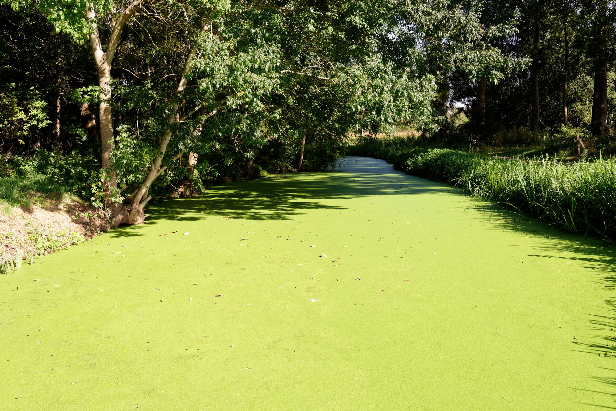 Ru recouvert de vert.