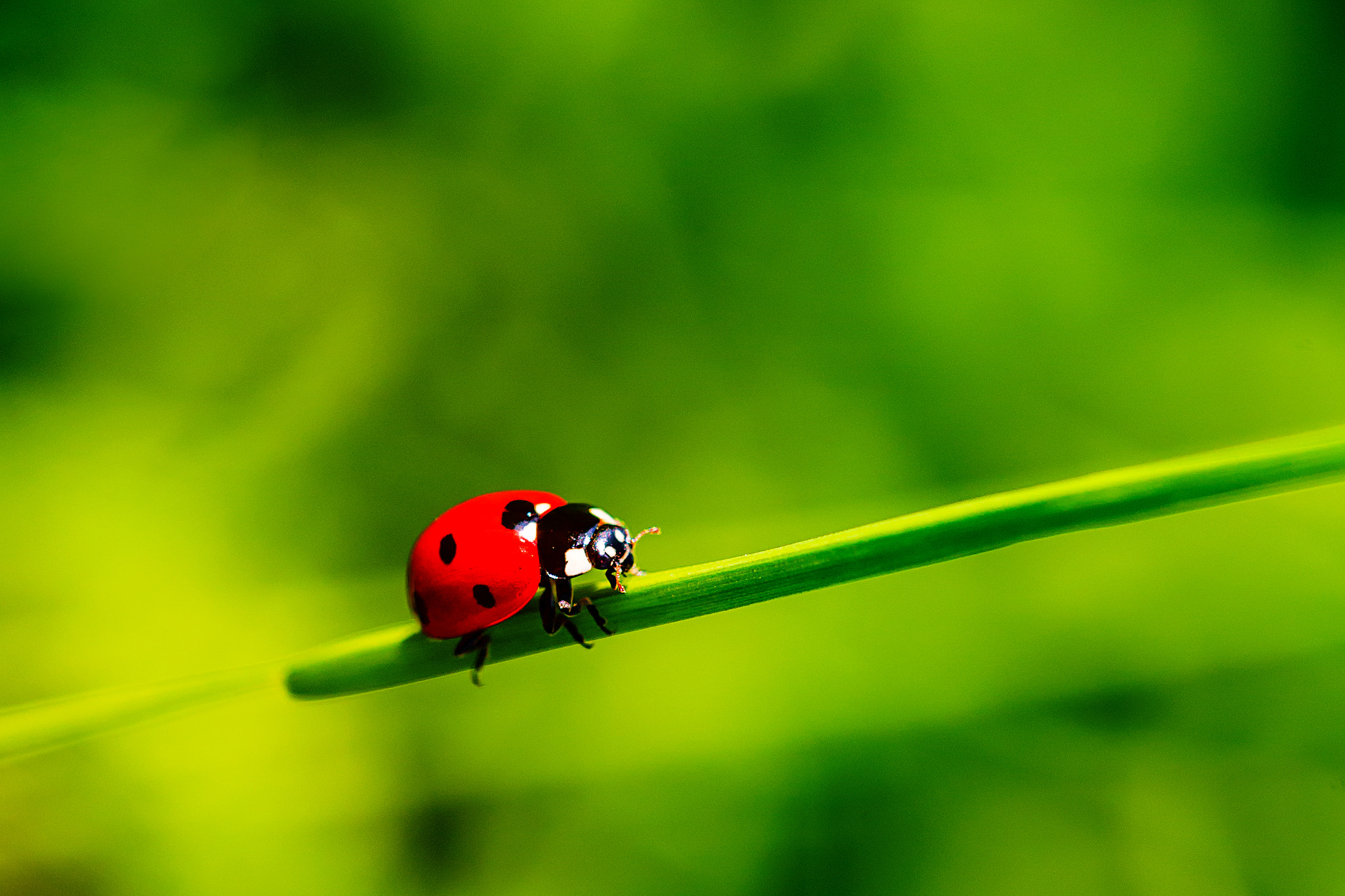 Canon EF 180mm F3.5L Macro USM sample photo. Ladybird photography