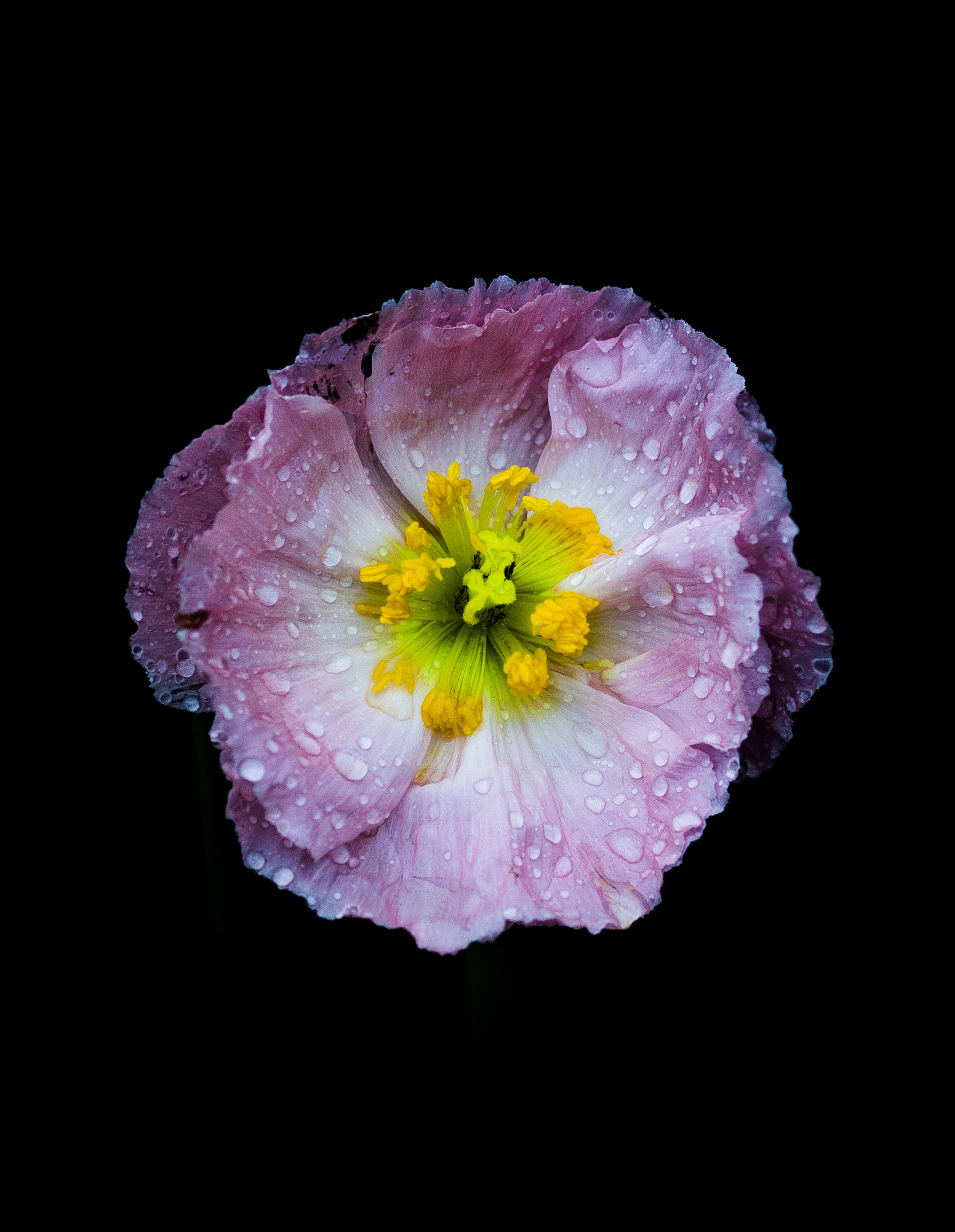Canon EOS 5DS R + Canon EF 135mm F2L USM sample photo. Purple flower photography