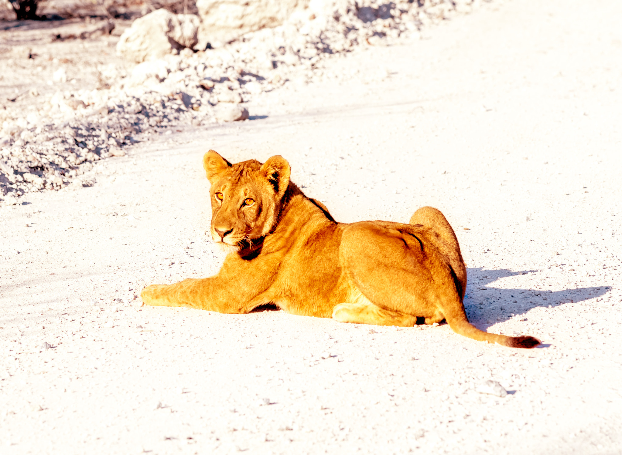 Canon EF 70-200mm F2.8L USM sample photo. Animals photography