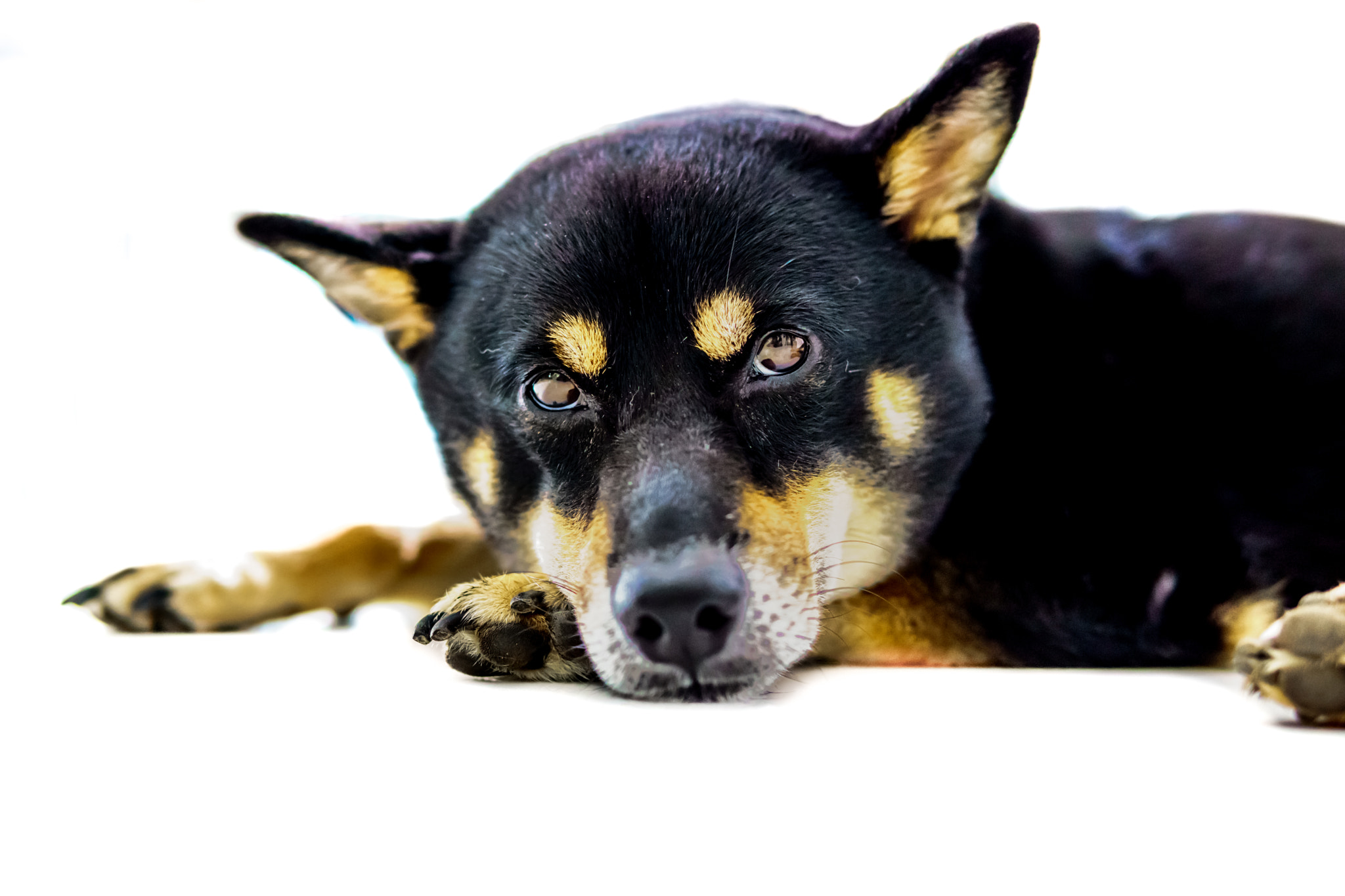 Sony a6000 + Sigma 30mm F1.4 DC DN | C sample photo. Lazy dog photography