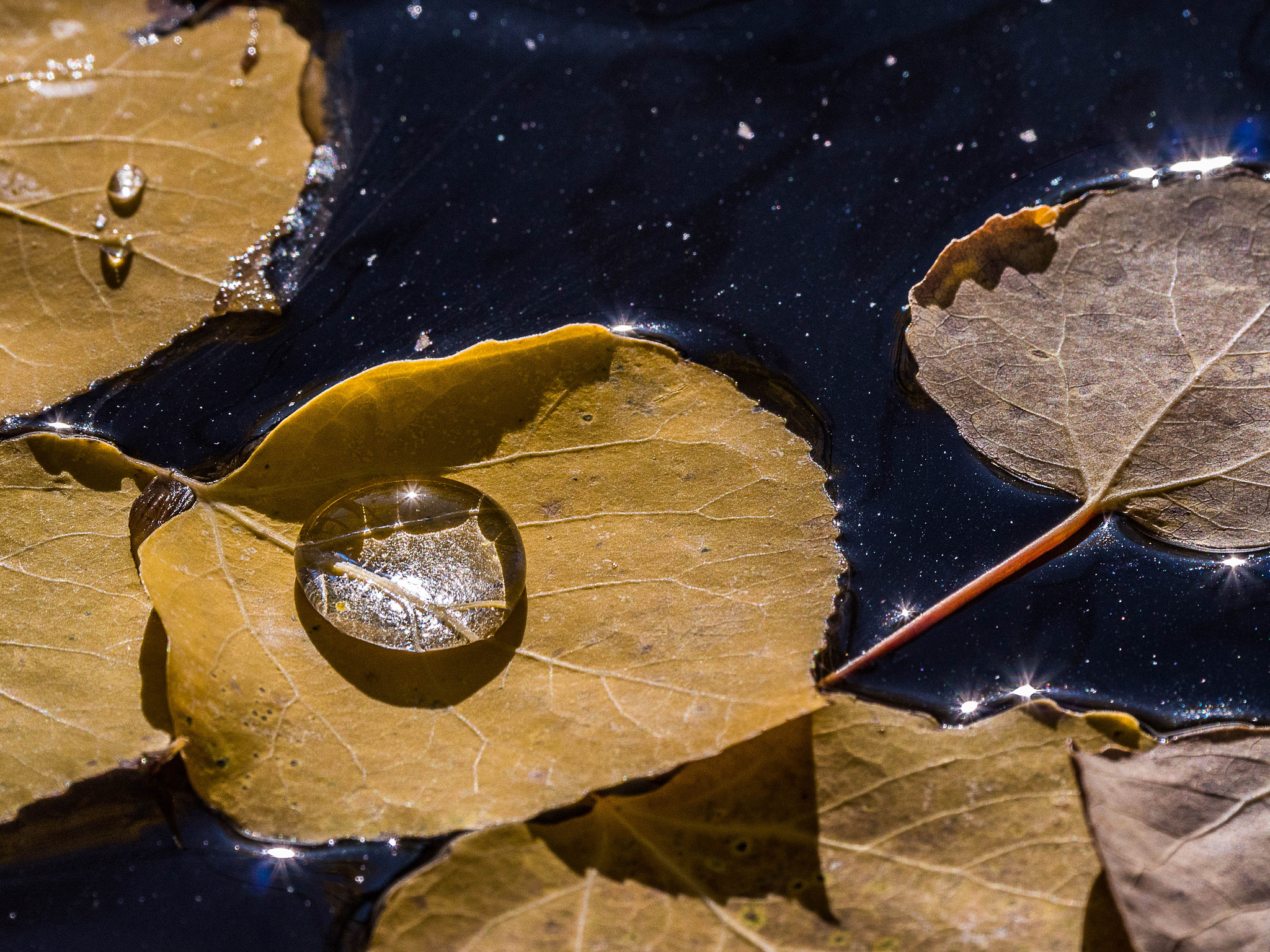 LEICA DG 100-400/F4.0-6.3 sample photo. Water drop on fallen leaf photography