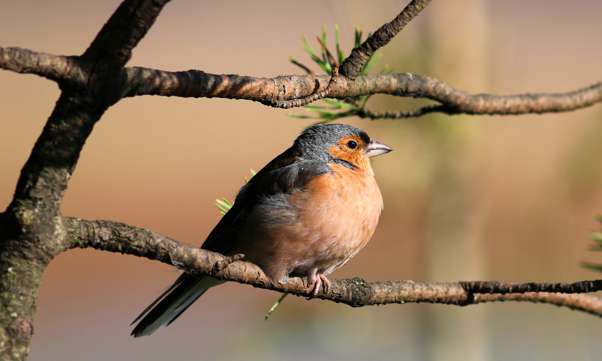 Canon EF 300mm F4L IS USM sample photo. Male chaffinch photography