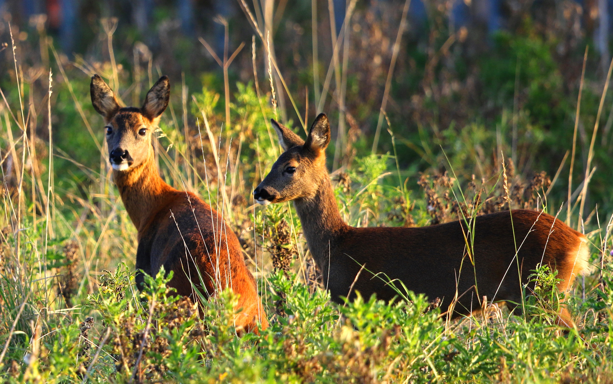 Canon EF 500mm F4L IS II USM sample photo. Roe deer photography