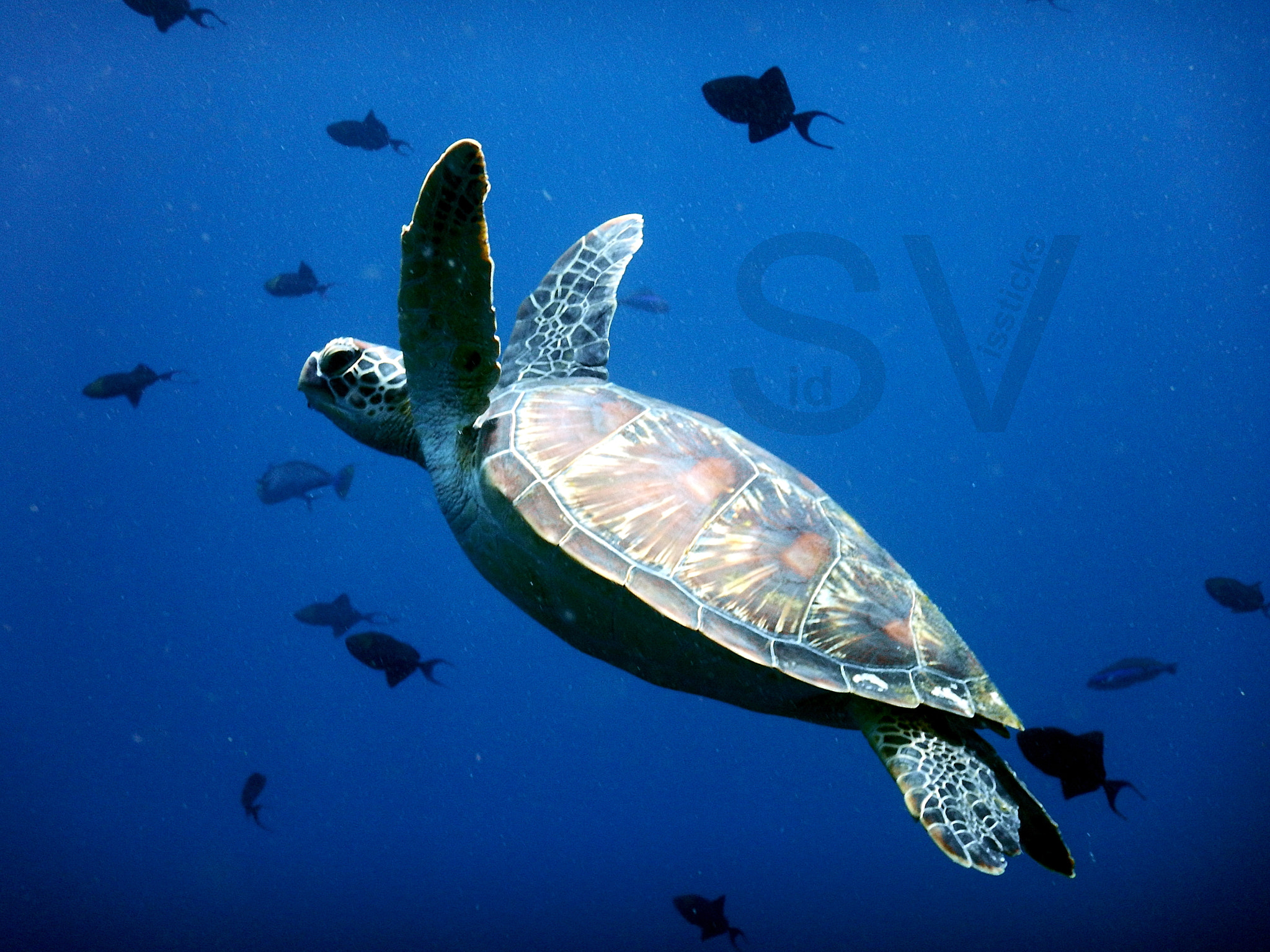 Nikon COOLPIX AW130s sample photo. Sea turtle bunaken photography