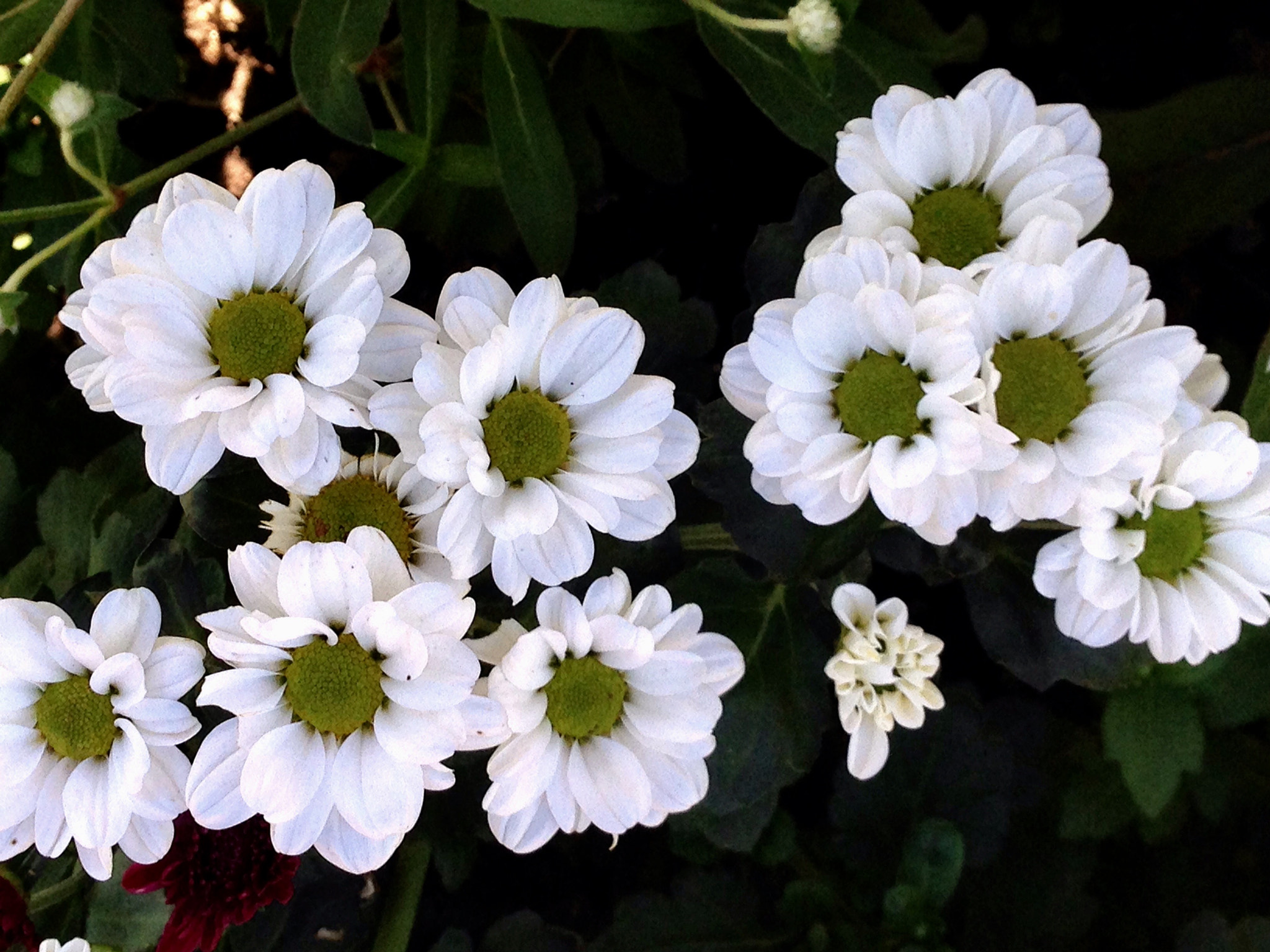 Apple iPhone5,2 sample photo. Dahlia 大丽花 photography