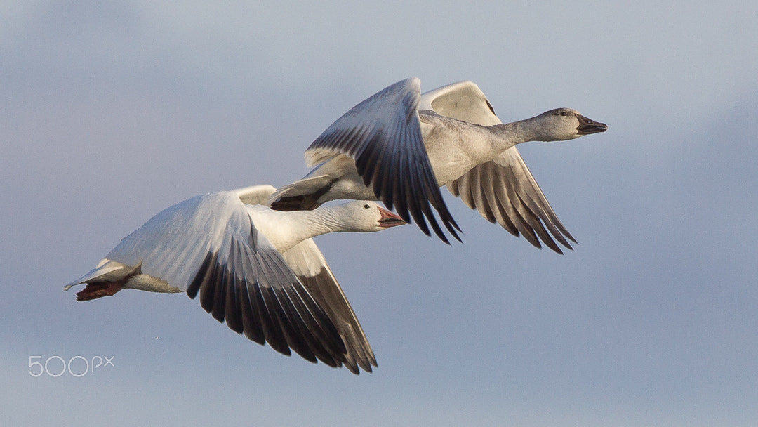 Canon EOS-1D Mark IV + Canon EF 300mm F2.8L IS USM sample photo. Snow geese photography