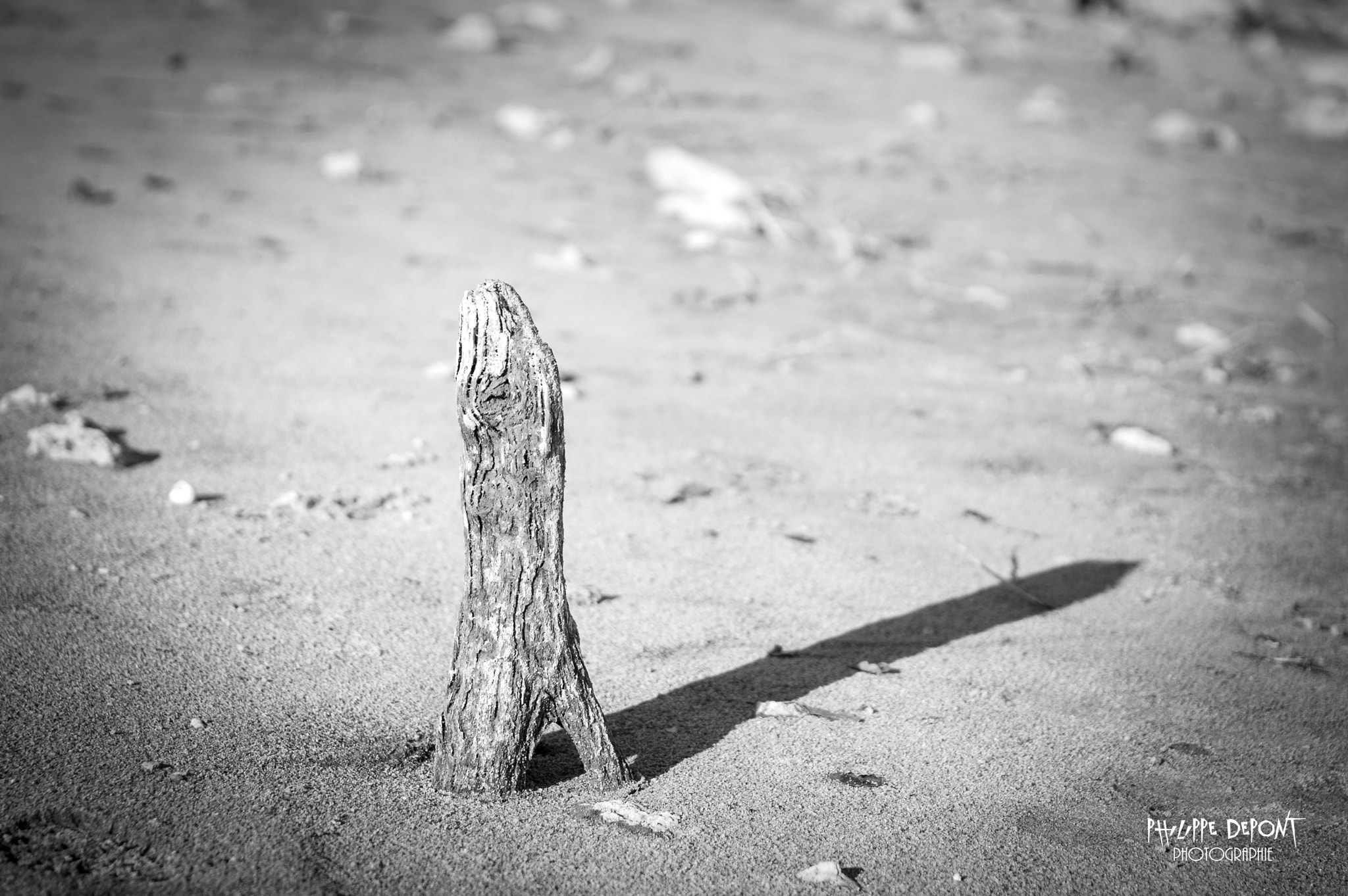 Nikon D3 + Sigma 24-105mm F4 DG OS HSM Art sample photo. Wood on the sand photography