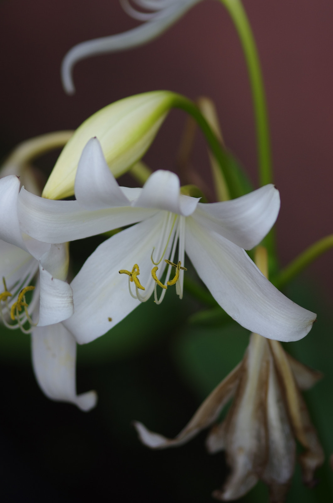 Pentax K-5 IIs + Sigma sample photo. White flowers photography