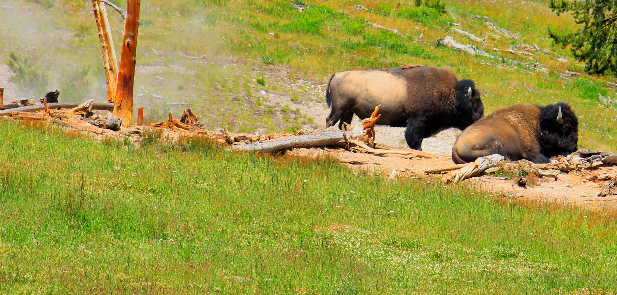 Canon EF-S 55-250mm F4-5.6 IS II sample photo. Bison photography