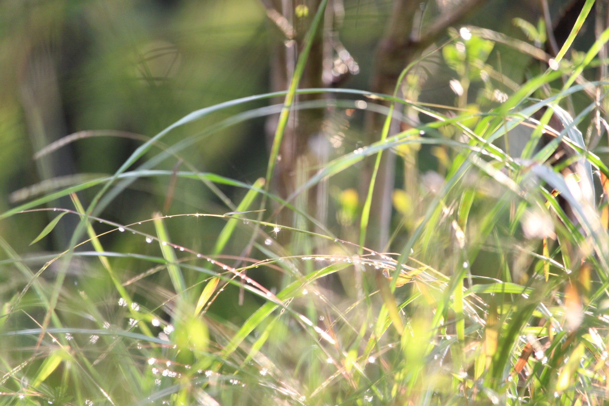 Canon EOS 700D (EOS Rebel T5i / EOS Kiss X7i) sample photo. The morning dew like diamonds photography